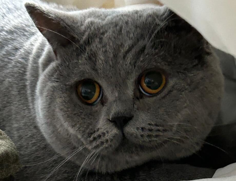 Roztomilá příprava na útok