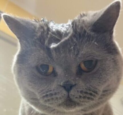 Veliké nadšení z mokré hlavy